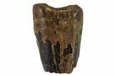 Partial, Small Theropod (Raptor) Tooth - Montana #106932-1
